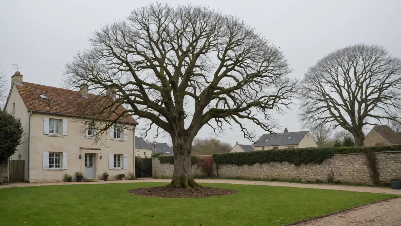 Grand chêne sans feuilles au milieu d'une pelouse d'hiver, devant une maison de village aux volets clairs et un mur de pierre